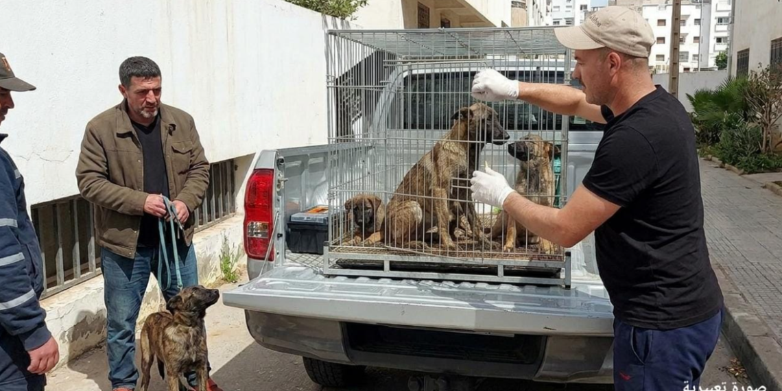 تفاصيل صادمة.. كلاب شرسة تنهي حياة صاحبها داخل منزله بمدينة طنجة 1 Capture decran 2026 04 18 194557