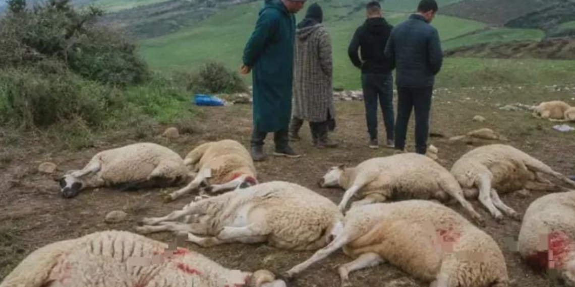 مجزرة غامضة تهزّ وزان.. ذبح 20 رأس غنم يفتح فرضية “تصفية حسابات” على خلفية نزاع رعوي 1 Capture decran 2026 05 04 132859