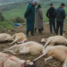 مجزرة غامضة تهزّ وزان.. ذبح 20 رأس غنم يفتح فرضية “تصفية حسابات” على خلفية نزاع رعوي 7 Capture decran 2026 05 04 132859