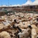 وزارة الفلاحة: عرض الأضاحي يفوق الطلب والقطيع الوطني في حالة صحية جيدة 7 IMG 9689