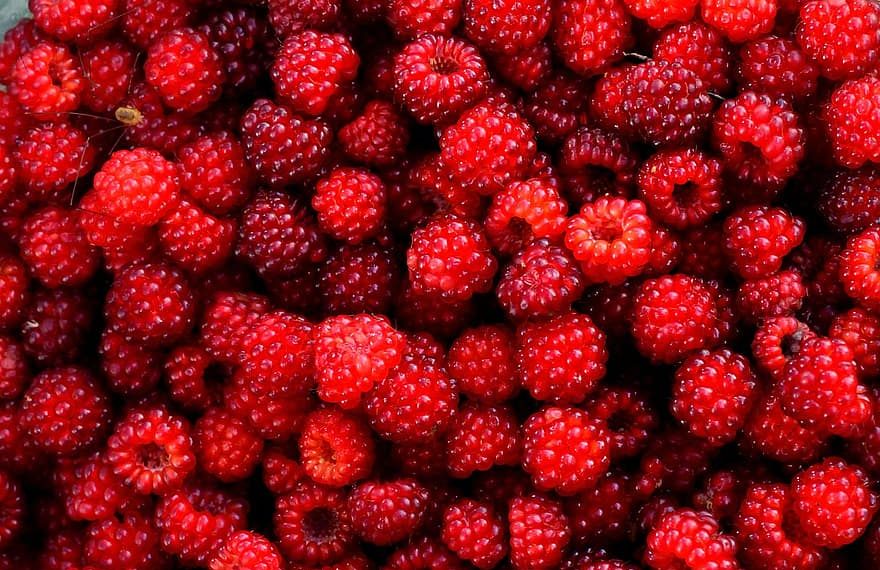المغرب يعزز حضوره في سوق الفواكه المجمّدة بأوروبا عبر بوابة هولندا 1 raspberry red berry fruit wild gather plant summer eating