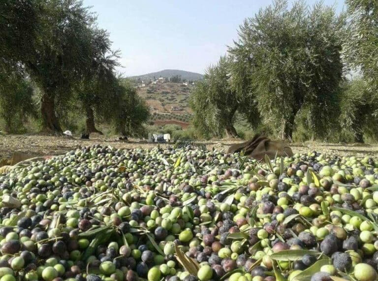طفرة قياسية لصادرات زيت الزيتون المغربي نحو السوق الأوروبية 1 6593fadf909cc 768x576 1