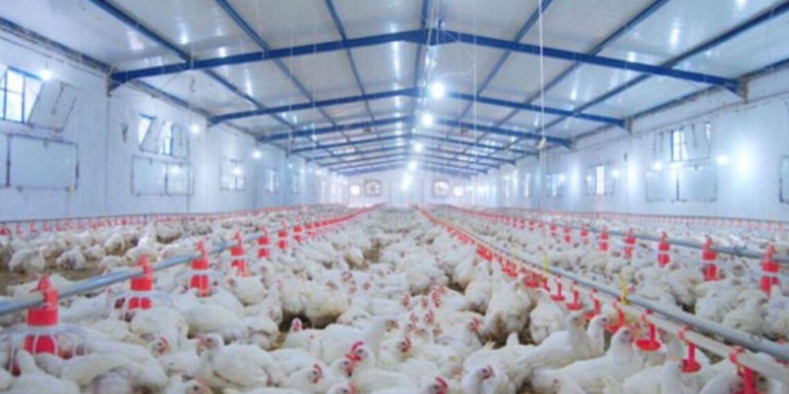 فيدرالية الدواجن: تموين السوق الوطنية مستمر رغم انخفاض أسعار الدجاج والبيض 1 IMG 20260612 WA0178