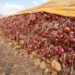 اختلالات الإنتاج ترفع واردات البصل إلى مستويات قياسية وتحول المغرب إلى مستورد صاف 6 20260719 103750 651