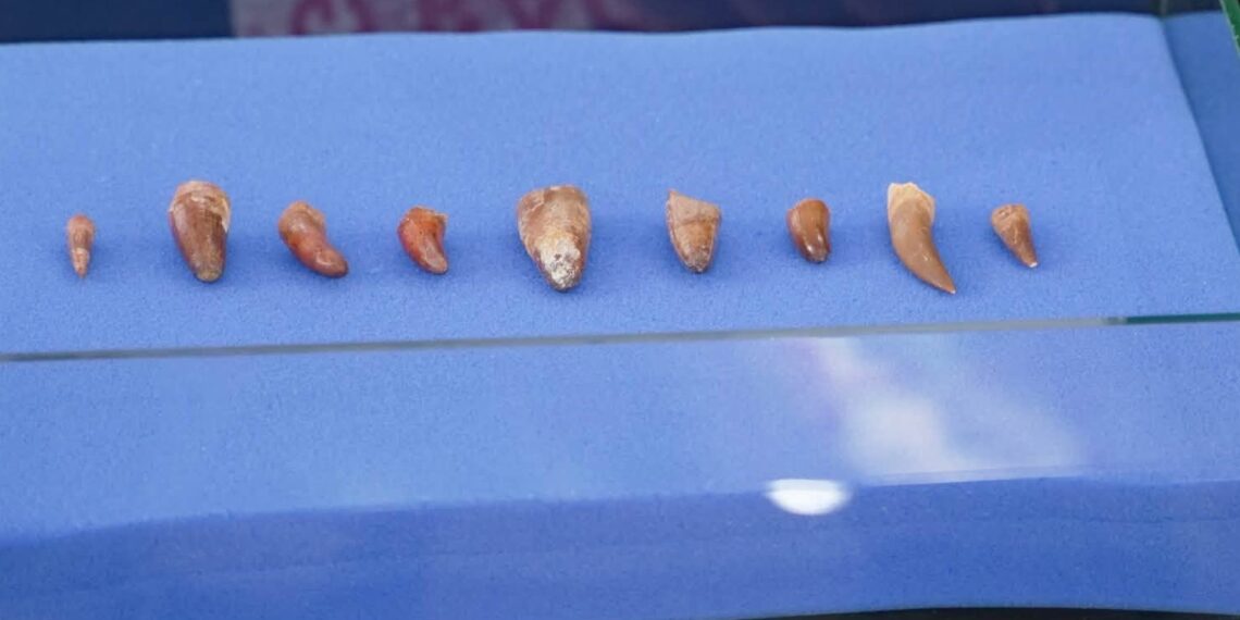 يعود عمرها إلى حوالي 72 مليون سنة.. استرجاع تسع مستحاثات مغربية نادرة من بينها أسنان زواحف منقرضة 1 748115699 1579021487010624 2748527849700044487 n