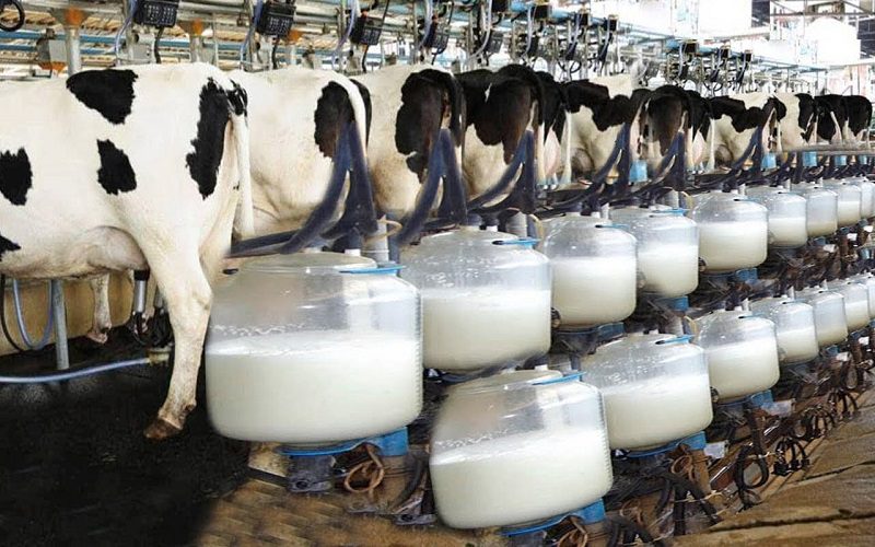 نيجيريا تسعى لتعزيز إنتاجها المحلي من الألبان وتقليص فاتورة الاستيراد 1 Secteur laitier Nigeria