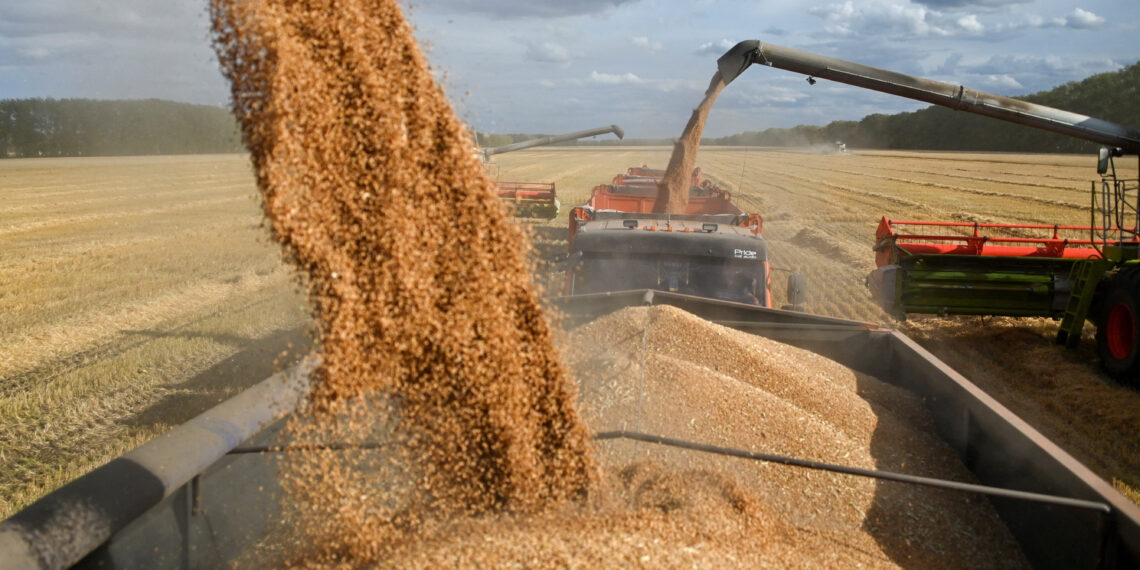 المغرب.. وجهة رئيسية لصادرات القمح الروسي بإفريقيا 1 Combines load wheat into trucks in a field during harvest near the village of Solyanoye in the Omsk region, Russia September 8, 2022. REUTERS/Alexey Malgavko