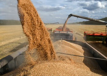 المغرب.. وجهة رئيسية لصادرات القمح الروسي بإفريقيا 3 Combines load wheat into trucks in a field during harvest near the village of Solyanoye in the Omsk region, Russia September 8, 2022. REUTERS/Alexey Malgavko