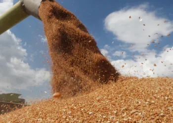 إنتاج الحبوب في المغرب مرشح للارتفاع إلى 6.3 ملايين طن 20 9amh 780x470 1