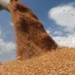 إنتاج الحبوب في المغرب مرشح للارتفاع إلى 6.3 ملايين طن 7 9amh 780x470 1