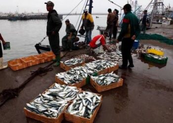 المغرب يصطاد المليارات.. إسبانيا تستحوذ على أكثر من نصف الصادرات 3 المنتجات البحرية