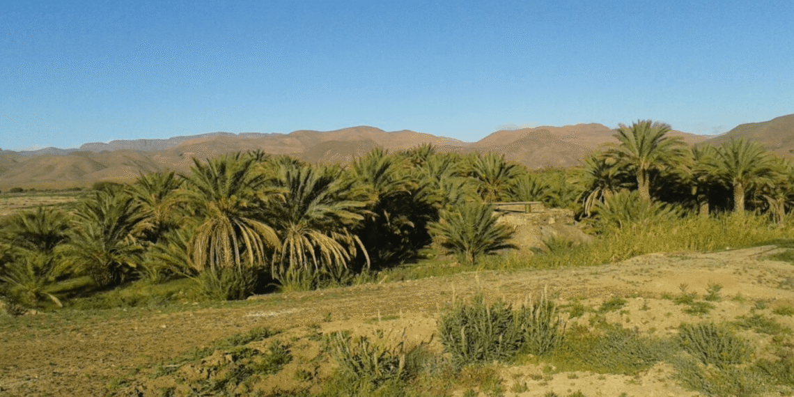 allogoum oasis2