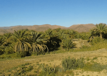 منطقة فم زكيد.. مؤهلات طبيعية وثقافية وتراثية تجعل منها بوابة نحو الصحراء الكبرى 3 allogoum oasis2