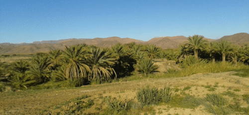 allogoum oasis2