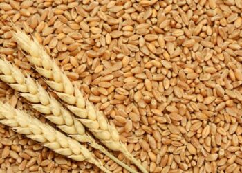 المغرب يعزز أمنه الغذائي من القمح لمواجهة التغيرات المناخية وتقلبات الأسواق العالمية 23 ble