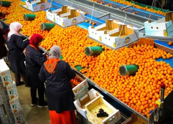 صادرات الكليمانتين المغربي إلى إسبانيا تقفز 442% 5 clementine