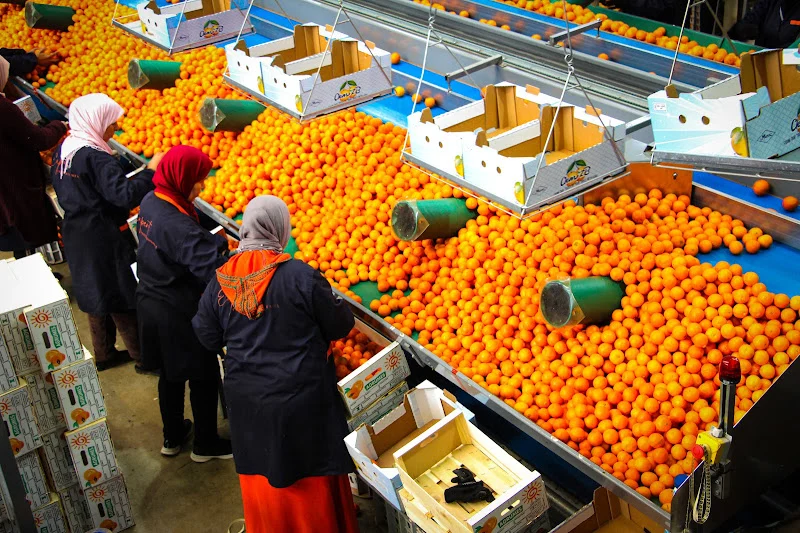 صادرات الكليمانتين المغربي إلى إسبانيا تقفز 442% 1 clementine