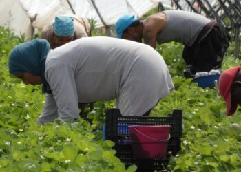 المهاجر.. أزمة على الحدود ورصيد داخل الاقتصاد الإسباني 4 اسبانيا