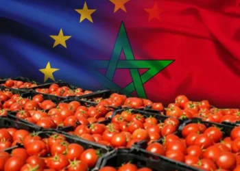 دراسة أوروبية ترصد تداعيات محتملة على صادرات الطماطم المغربية 6 طماطم 1 1024x576.jpeg