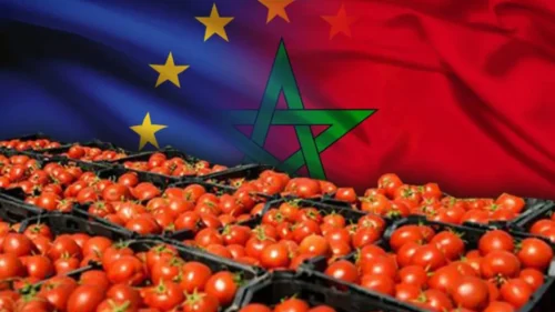 الرئيسية 34 طماطم 1 1024x576.jpeg
