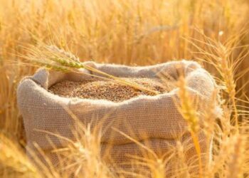 القمح يقفز في الأسواق.. ماذا يحدث في البحر الأسود؟ 4 القمح