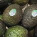انتعاش مرتقب لإنتاج الأفوكادو بالمغرب.. وهذه توقعات المحصول والصادرات.. 6 الأفوكادو
