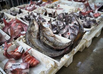 بوجدور.. ارتفاع مفرغات الصيد يعزز الدينامية الاقتصادية 3 boujdour peche poisson