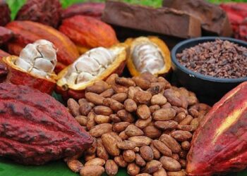 واردات المغرب من منتجات الكاكاو تتجاوز 220 مليون دولار 2 cacao