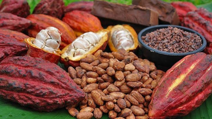 واردات المغرب من منتجات الكاكاو تتجاوز 220 مليون دولار 1 cacao