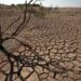 تقرير يحذر من تصاعد المخاطر الصحية للتغير المناخي في أوروبا 6 secheresse indemnisation agriculteurs