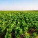 الفيدرالية البيمهنية للسكر تستهدف زراعة 63 ألف هكتار خلال الموسم المقبل 6 Cosumar agriculture sucre2