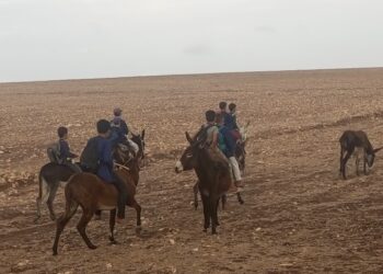 النقل المدرسي يغيب.. وأطفال أولاد افرج يمتطون الحمير 4 WhatsApp Image 2026 10 07 at 16.15.11