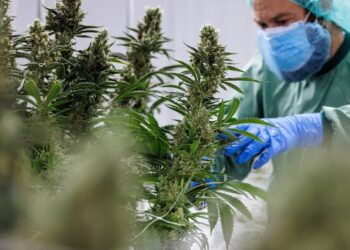 القنب الهندي المقنن بتاونات.. تراجع الأسعار يضغط على مداخيل المزارعين 3 القنب الهندي