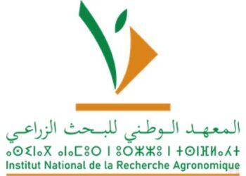 معرض التمور بأرفود.. ابتكارات علمية لتطوير سلسلة النخيل وتعزيز صمود الواحات المغربية 3 المعهد الوطني للبحث الزراعي