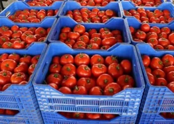 الطماطم المغربية تتجاوز الإسبانية في السوق الأوروبية للموسم الثاني 3 tomate3 384989314