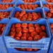الطماطم المغربية تتجاوز الإسبانية في السوق الأوروبية للموسم الثاني 6 tomate3 384989314